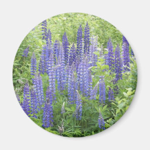 Imã Lupine selvagem