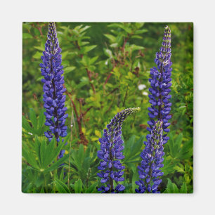 Imã Lupines