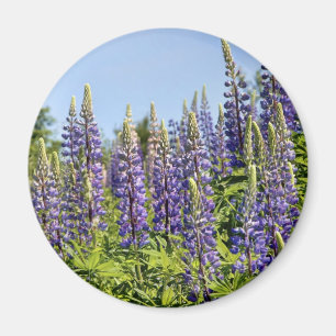 Imã Lupines