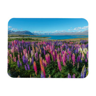 Ímã Lupines de Russle no lago Tekapo   Nova Zelândia