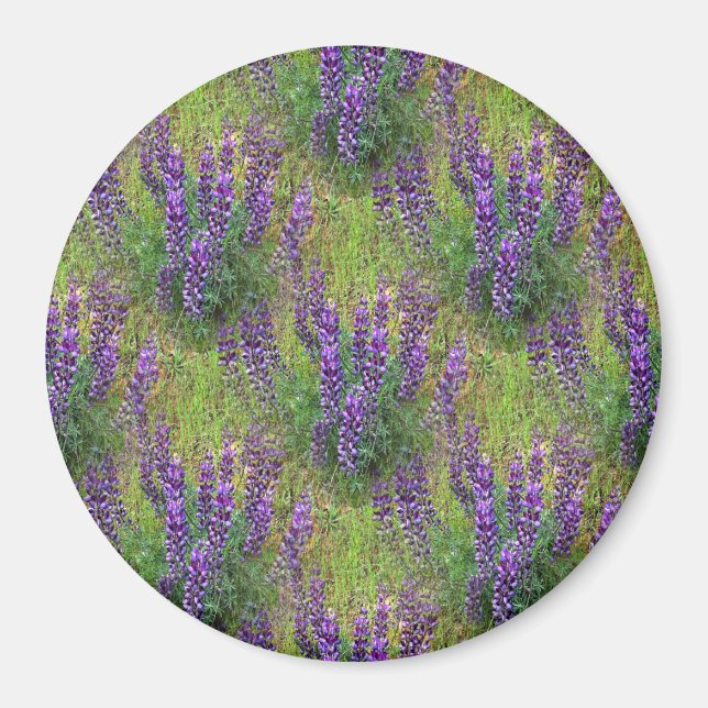 Imã Lupines Galore. (Frente)