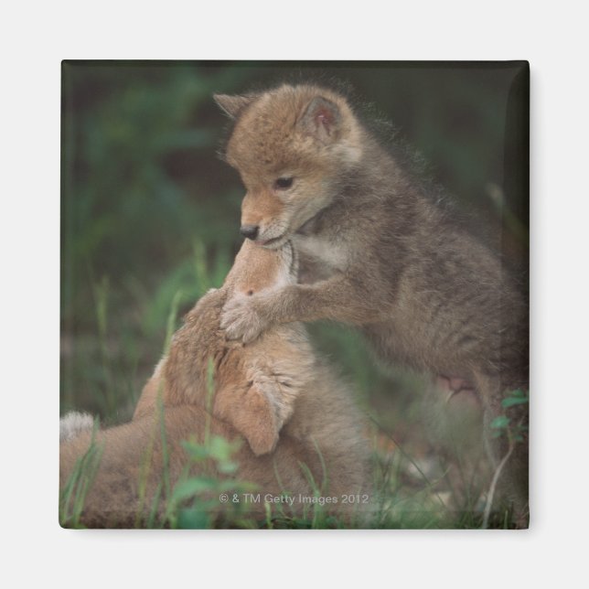 Imã Luta de Cuppies (Canis Latrans) (Frente)