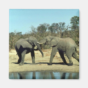 Imã Luta dos elefantes africanos