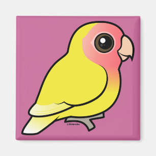 Imã Lutino Pêssego-enfrentou o Lovebird