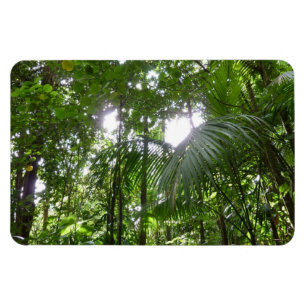 Ímã Luz do sol através da capa tropical da floresta t
