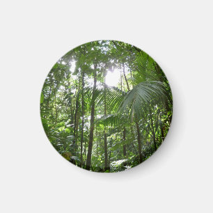 Imã Luz do sol através da capa tropical da floresta tr