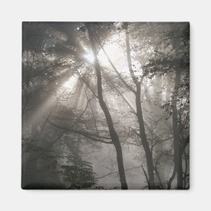 Imã Luz do Sol Através das Árvores Floresta Escura
