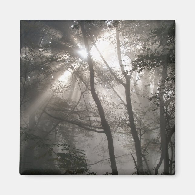 Imã Luz do Sol Através das Árvores Floresta Escura (Frente)