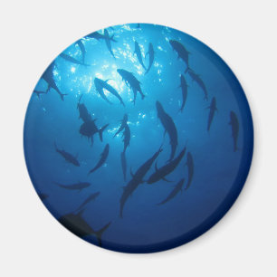 Imã Luz do sol e calçados sob o mar