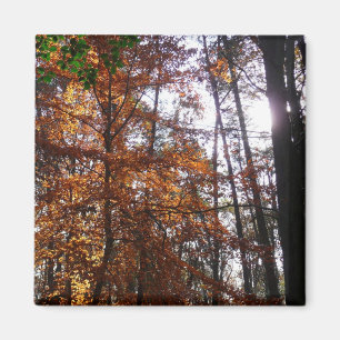 Imã Luz Solar Através da Árvore de Outono em Greenbelt