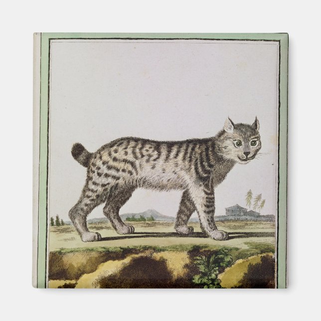 Imã Lynx canadense (Frente)