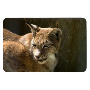 Ímã Lynx Eurasiano