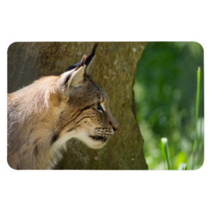 Ímã Lynx Eurasiano