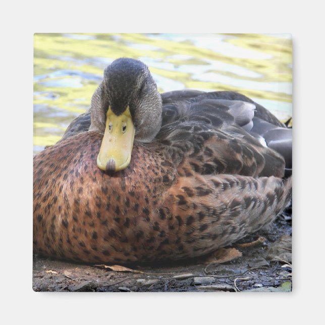 Imã Lynx Lake Waterfowl (Frente)