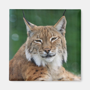 Imã Lynx / Wildcat Magnet