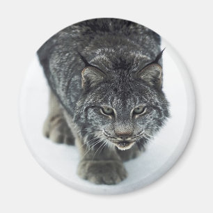 Imã Lynx Winter