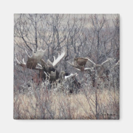 Imã M9 Bull Moose Lay