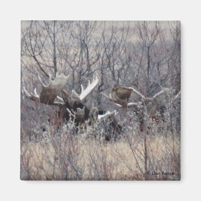 Imã M9 Bull Moose Lay (Frente)