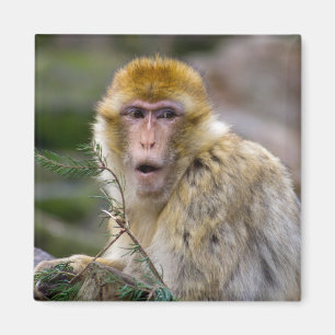 Imã Macaca sylvanus