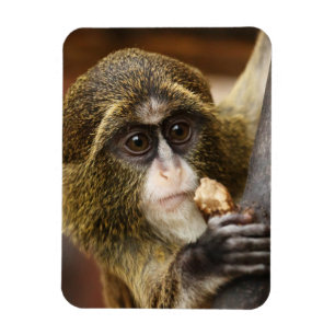 Ímã Macaco