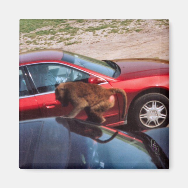 Imã Macaco (Frente)