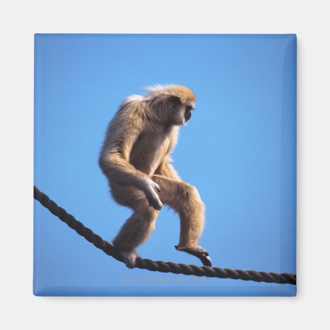 Imã macaco andando na corda (Frente)