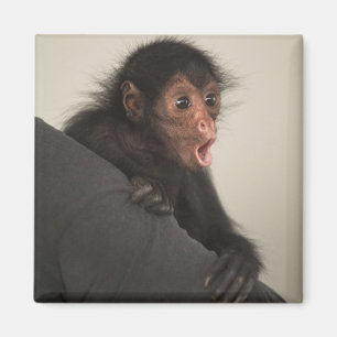 Imã Macaco-aranha-de-cara-vermelha Ateles paniscus)