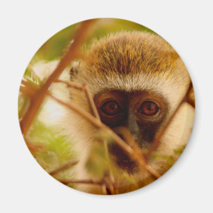 Imã Macaco atrevido.