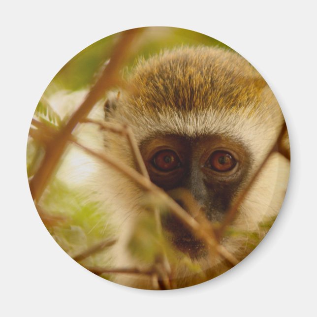Imã Macaco atrevido. (Frente)