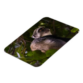 Ímã Macaco azul, Zanzibar