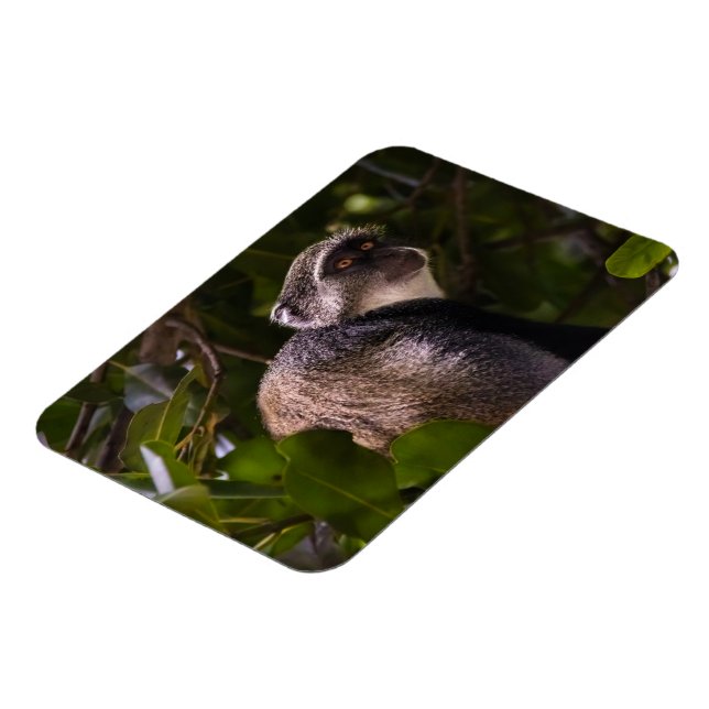 Ímã Macaco azul, Zanzibar (Left Side)