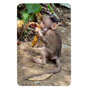 Ímã Macaco-Bebê