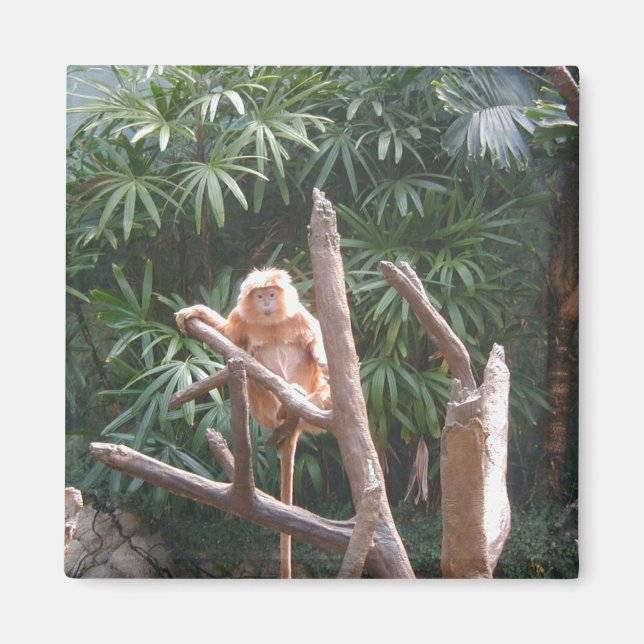 Imã Macaco Castanho Gelado Na Árvore (Frente)