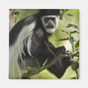 Imã Macaco Colobus Preto e Branco