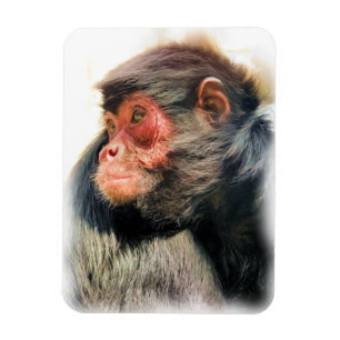 ÍMÃ MACACO DE ARANHA