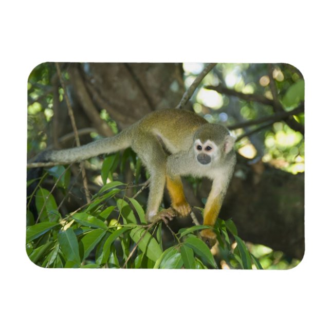 Ímã Macaco-de-cheiro-comum, (Saimiri sciureus), Rio (Horizontal)