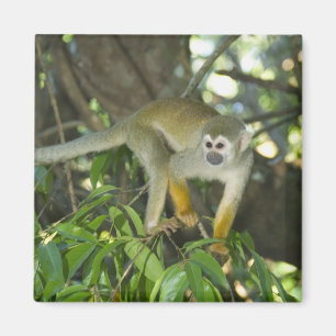 Imã Macaco-de-cheiro-comum, (Saimiri sciureus), Rio