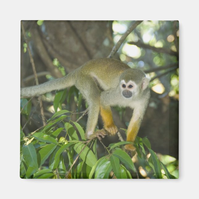 Imã Macaco-de-cheiro-comum, (Saimiri sciureus), Rio (Frente)