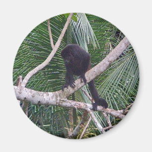 Imã Macaco de Howler e macaco do bebê na selva de