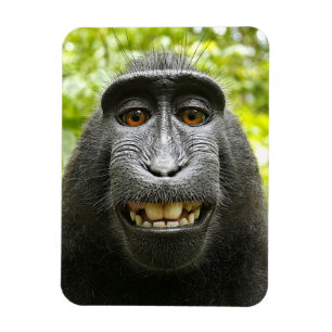Ímã Macaco de Macaque com crista de sorriso de Celebes