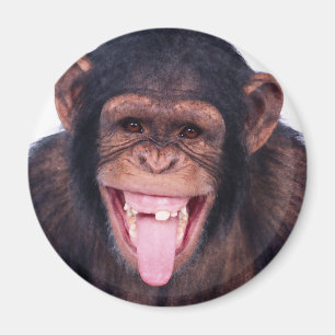 Imã Macaco de riso