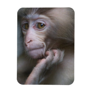 Ímã Macaco do bebê