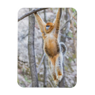 Ímã Macaco Dourado de Nariz Arrebitado Balançando no G