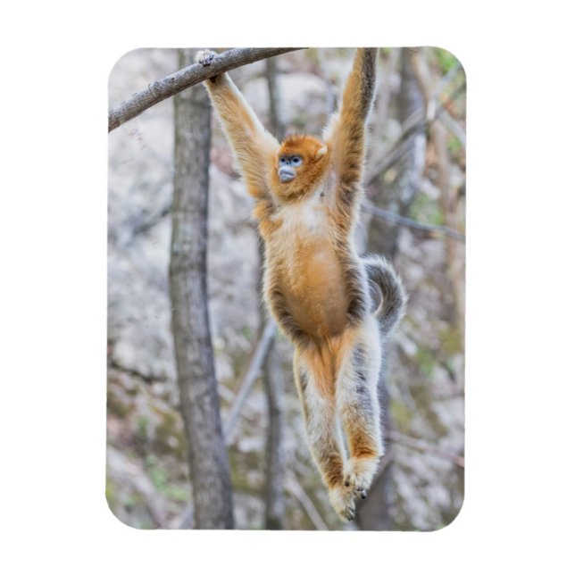 Ímã Macaco Dourado de Nariz Arrebitado Balançando no G (Vertical)
