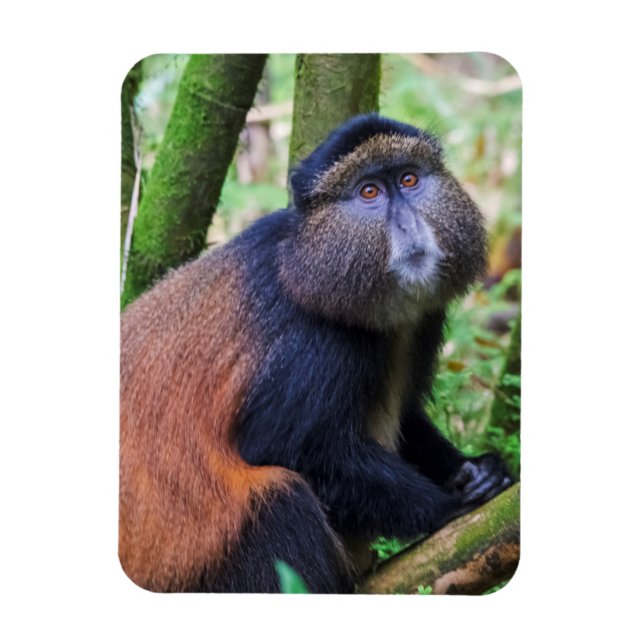 Ímã Macaco Dourado, Ruanda (Vertical)
