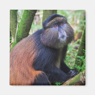 Imã Macaco Dourado, Ruanda