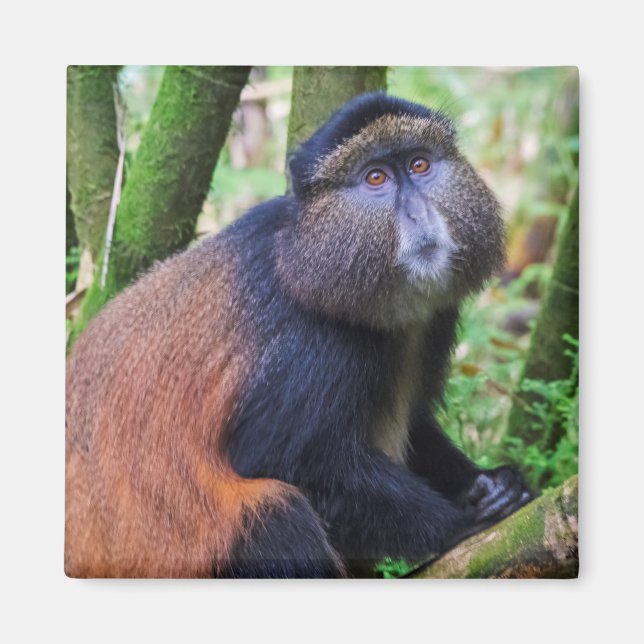 Imã Macaco Dourado, Ruanda (Frente)