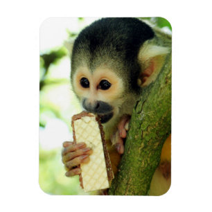 Ímã Macaco-esquilo-do-bebê giro comendo um biscoito d