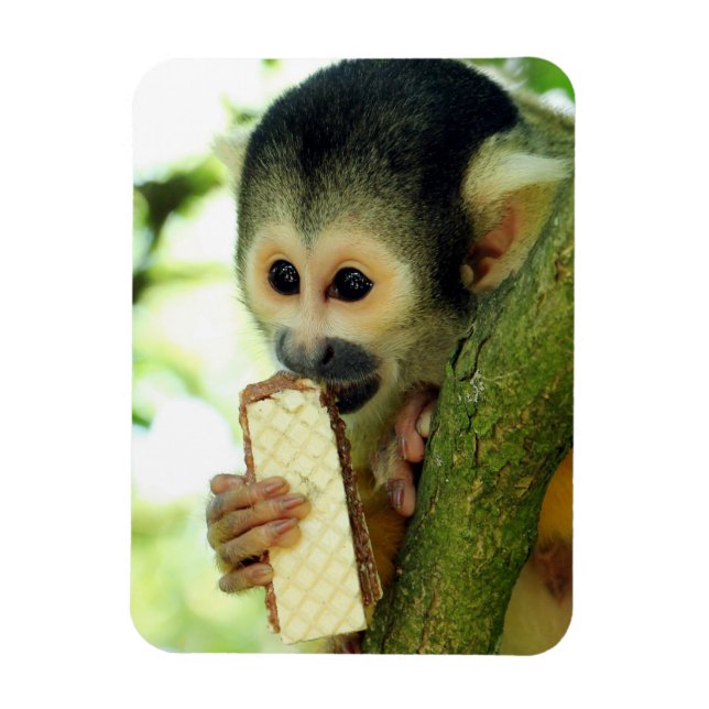 Ímã Macaco-esquilo-do-bebê giro comendo um biscoito de (Vertical)