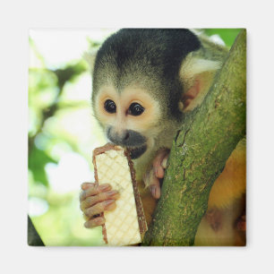 Imã Macaco-esquilo-do-bebê giro comendo um biscoito de